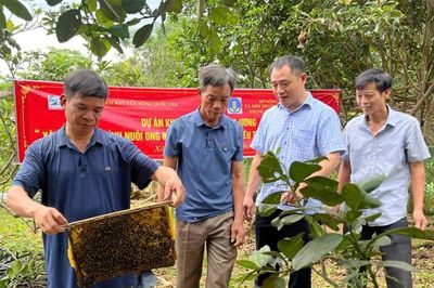 Phát triển nghề nuôi ong bền vững