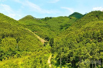 Tạo nguồn lực phát triển lâm nghiệp bền vững