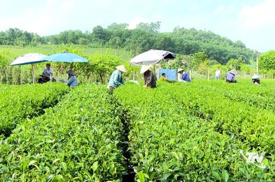 Giữ vững danh trà Trại Cài
