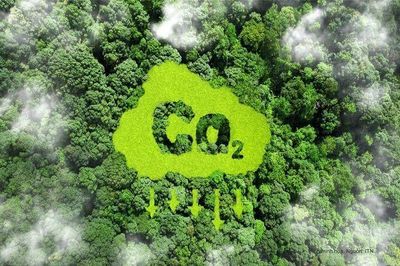 Giá chênh 5 lần, nhà đầu tư ngoại 'săn' tín chỉ carbon rừng Việt Nam: Đâu là điểm nghẽn?