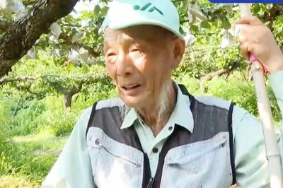 Lão nông bàng hoàng phát hiện hàng nghìn quả lê trị giá hàng trăm triệu đồng bỗng 'không cánh mà bay': Quyết định sau đó khiến nhiều người tiếc nuối