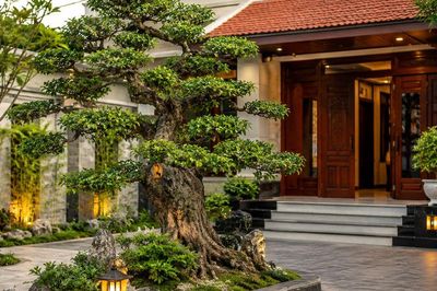 Có nên trồng cây duối trước nhà?