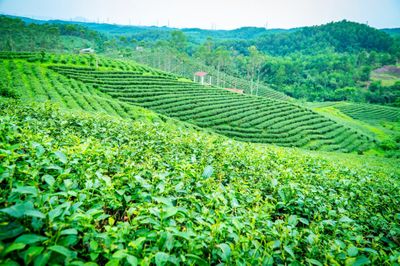 Về nơi 65 năm gìn giữ hương trà tại vùng biên Quảng Ninh