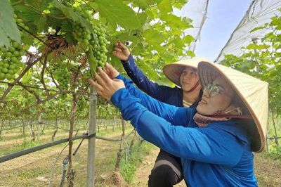 Kết nối khoa học, công nghệ và thị trường để nâng cao giá trị sản xuất nông nghiệp