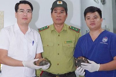 Cứu sống 2 chú rùa quý hiếm, người dân tự nguyện giao kiểm lâm thả về rừng