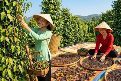 Giá hồ tiêu hôm nay 28.7.2026: Nhiều vùng tăng 500 đồng/kg