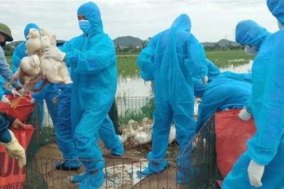 Nghệ An ban hành công điện khẩn tập trung phòng, chống dịch cúm gia cầm