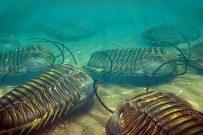 Trilobite - sinh vật bọc giáp đã thống trị đại dương suốt 270 triệu năm