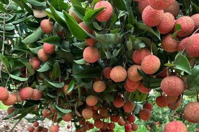 Bắc Ninh đẩy mạnh truyền thông đa nền tảng, nâng tầm thương hiệu vải thiều