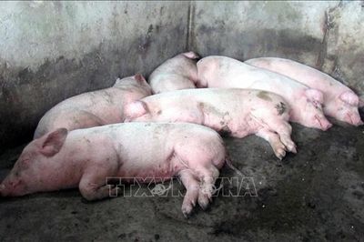 Cà Mau: Dịch tả lợn châu Phi xuất hiện trở lại tại xã Trần Văn Thời