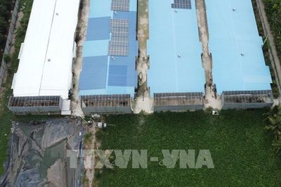 Nín thở sống cạnh trại vịt khủng suốt 3 năm ở Đồng Tháp
