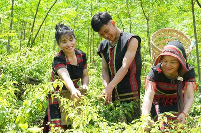 Mang hương rừng xuống phố