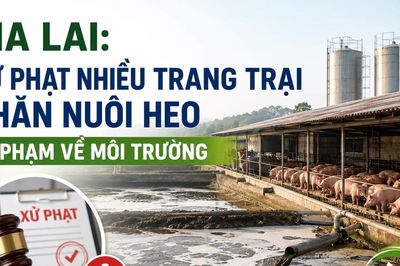 Gia Lai: Xử phạt nhiều trang trại chăn nuôi heo vi phạm về môi trường