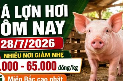Giá lợn hơi hôm nay 28/7: Nhiều địa phương giảm nhẹ