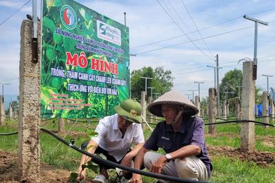 Hiệu quả chuyển đổi cây trồng vùng Đông Nam tỉnh
