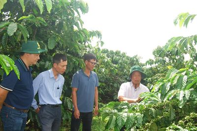 Định hình lại ngành cà phê vối