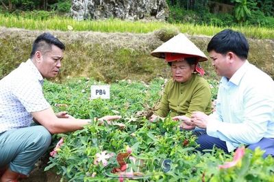 Hiệu quả bước đầu từ mô hình trồng sâm bố chính