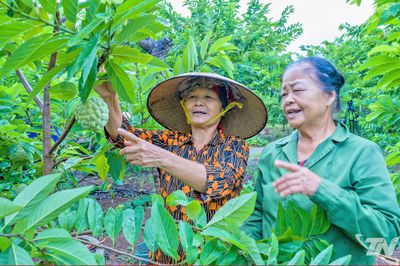 Na La Hiên đầu mùa được giá