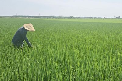 Tích cực phòng ngừa sâu bệnh cho cây lúa