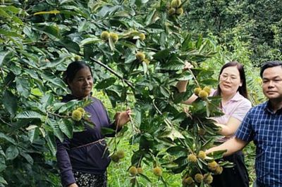 Từ hạt dẻ Trùng Khánh đến bài toán khẳng định giá trị nông sản