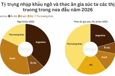Nhập khẩu thức ăn gia súc từ Argentina giảm tới 51%