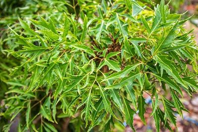 Người cao tuổi uống lá đinh lăng mỗi tuần, điều gì sẽ xảy ra với cơ thể?