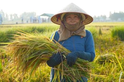 Giá lúa gạo hôm nay 28/7: Thị trường trong nước đi ngang, giá xuất khẩu ổn định