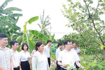 Xã đảo Minh Châu: Chuối tiêu và táo đại đủ điều kiện công nhận đạt chuẩn OCOP 3 sao