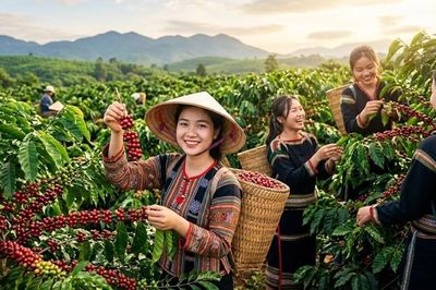 Giá cà phê hôm nay 29.7.2026 tăng tiếp, cao nhất 96.600 đồng/kg