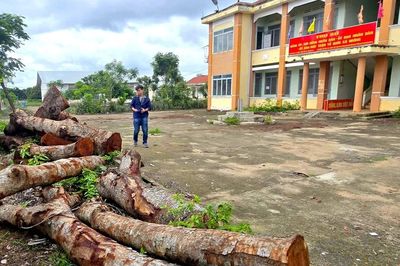 Phó Bí thư Thường trực Tỉnh ủy Gia Lai chỉ đạo làm rõ vụ cưa cây gỗ trong trụ sở xã