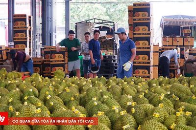 Vì sao Đắk Lắk chưa chốt phương án khai mạc Lễ hội Sầu riêng?