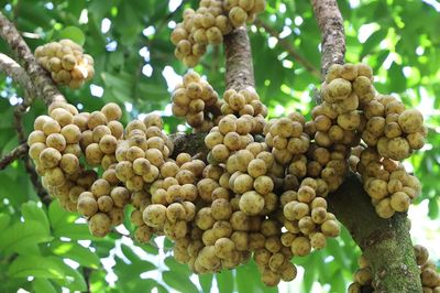 Vườn bòn bon Thái ở miền Tây sai trĩu quả, thu 50 tấn mỗi vụ vẫn không đủ bán