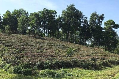 Bệnh binh có thể được giảm tới 90% tiền sử dụng đất khi chuyển sang đất ở