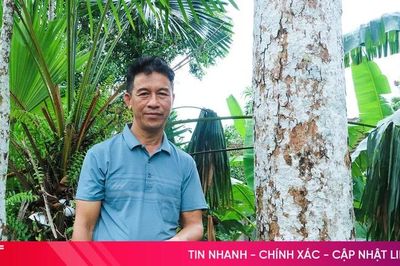 'Thủ phủ' trám đen Hà Tĩnh mất mùa hiếm gặp