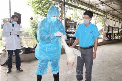 Khống chế, ngăn chặn nguy cơ dịch cúm gia cầm lây lan trên diện rộng