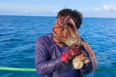 Đang câu cá trên biển, ngư dân bị con bạch tuộc tấn công