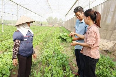 Bắc Ninh: Tập trung ruộng đất, nâng hiệu quả sản xuất nông nghiệp