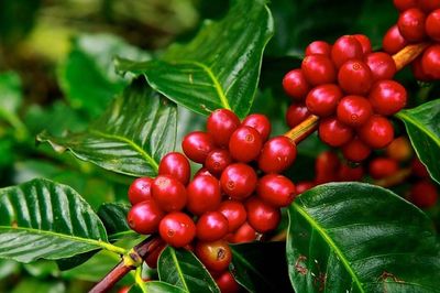 Giá cà phê hôm nay 29/7/2026: Tồn kho ICE giảm sâu, trong nước tăng gần 2.000 đồng/kg