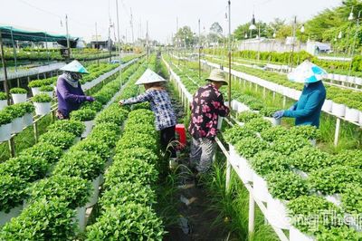 Phường Sa Đéc: Tạo sinh kế bền vững, không để ai bị bỏ lại phía sau