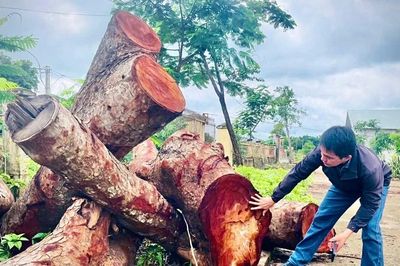 Khẩn trương làm rõ trách nhiệm vụ chặt hạ cây xanh tại UBND xã Hbông (cũ)