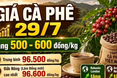 Giá cà phê hôm nay 29/7: Trong nước tăng 500-600 đồng/kg