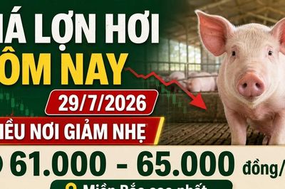 Giá lợn hơi hôm nay 29/7: Nhiều nơi giảm còn 61.000 đồng/kg