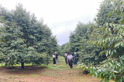 Trăn trở cùng nông dân trồng sầu riêng