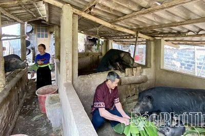 Phú Thọ đẩy mạnh phát triển các loại vật nuôi đặc hữu