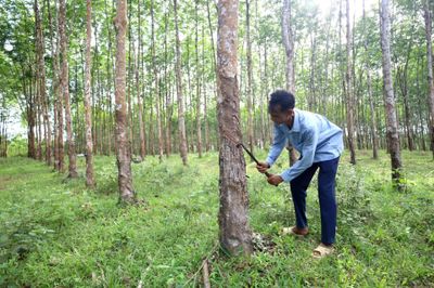 'Vé thông hành' cho nông, lâm sản vào châu Âu