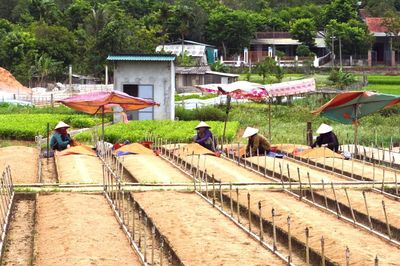 Ươm mầm xanh trên vùng đất Tân Gianh