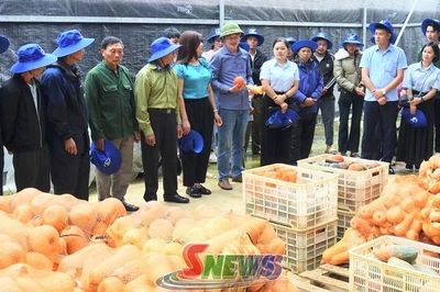 Ứng dụng giải pháp tưới nước tiết kiệm kết hợp quản lý sức khỏe đất và cây trồng