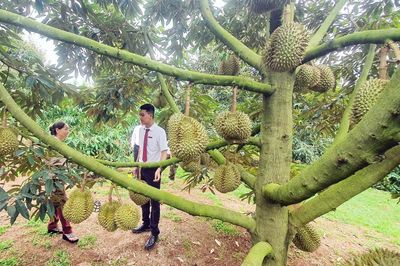 Ngành ngân hàng Đắk Lắk đẩy mạnh đầu tư tín dụng, tạo động lực tăng trưởng