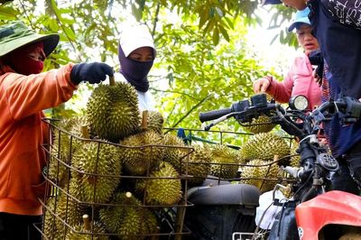 Vì sao Lâm Đồng thu hồi hàng loạt mã vùng trồng sầu riêng?