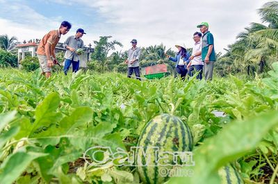 Dưa hấu trái vụ mang niềm vui cho nông dân Lý Văn Lâm